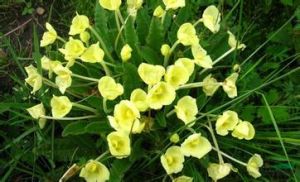 二齒黃蓉花 二齒黃蓉花