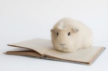 Guinea pig