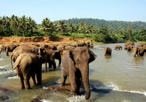 大象孤兒院 大象孤兒院