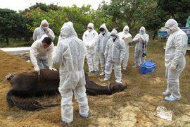 非洲馬瘟 非洲馬瘟