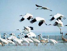 朱家鋪鎮白鶴群