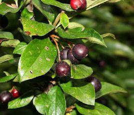 黑澀石楠 黑澀石楠