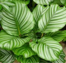 青蘋果[植物：青蘋果竹芋]