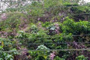 纖毛萼魚藤 纖毛萼魚藤