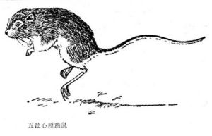 五趾跳鼠