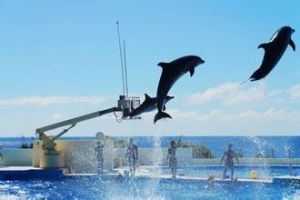 沖繩海洋博覽會紀念公園 沖繩海洋博覽會紀念公園