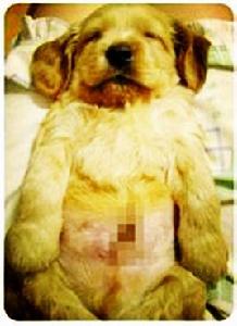 查理[韓團bigbang成員TOP的寵物]