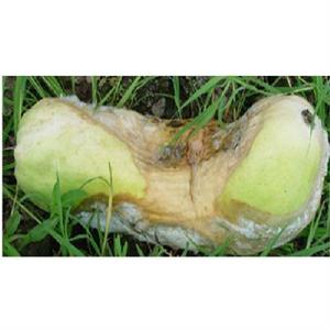 白瓜綿疫病 白瓜綿疫病