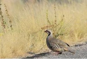 石雞西亞亞種 石雞西亞亞種