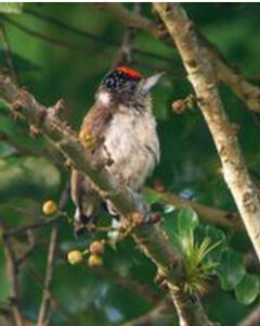 暗綠姬啄木鳥 暗綠姬啄木鳥