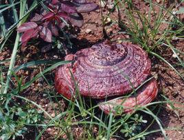 泰山靈芝 泰山靈芝