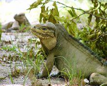 犀牛鬣蜥分為3個品種。