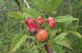 紫紅懸鉤子 紫紅懸鉤子