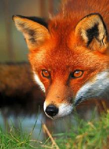 赤狐[食肉目犬科動物]