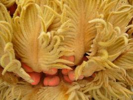 銹毛蘇鐵 銹毛蘇鐵