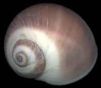 寬頻玉螺 寬頻玉螺