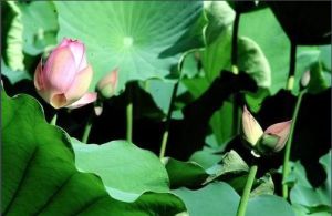 蓮開並蒂 蓮開並蒂