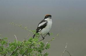 黑白林即鳥 黑白林即鳥