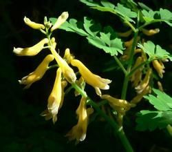 粗毛黃堇 粗毛黃堇