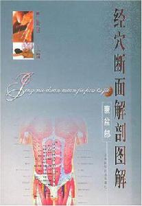 經穴斷面解剖圖解 經穴斷面解剖圖解
