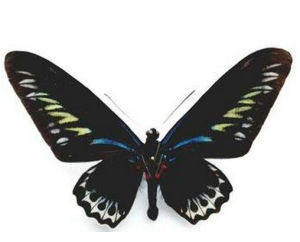 紅背翠葉紅頸鳳蝶 紅背翠葉紅頸鳳蝶