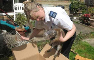 防止虐待動物協會 防止虐待動物協會
