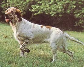 英國賽特犬 英國賽特犬