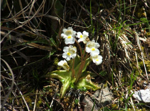 高山捕蟲堇 高山捕蟲堇
