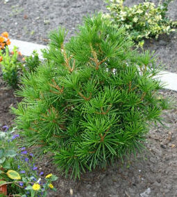 日本金松 日本金松