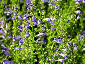 河南黃芩 河南黃芩