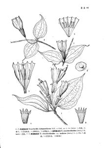雲南蔓龍膽 雲南蔓龍膽
