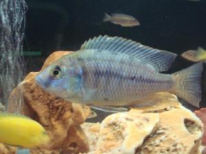 非洲慈鯛 非洲慈鯛