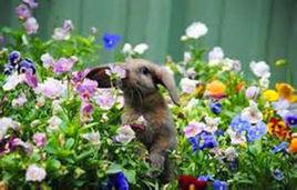 嗅覺識別閾值 嗅覺識別閾值