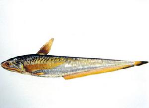 刀魚