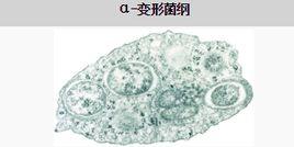 α-變形菌 α-變形菌