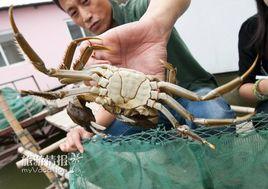 長盪湖大閘蟹 長盪湖大閘蟹