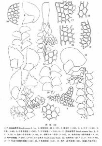 齒邊扁萼苔 齒邊扁萼苔