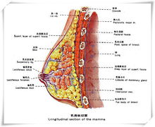 乳房剖面圖