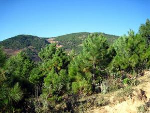 長檐門村自然資源-生態林