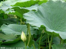 田田[詞語釋義]