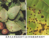 菜用大豆紫斑病