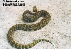 （圖）蛇島蝮蒙