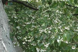 安息香屬 安息香屬