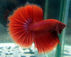 鬥魚圖片-世界名魚 鬥魚圖片-世界名魚