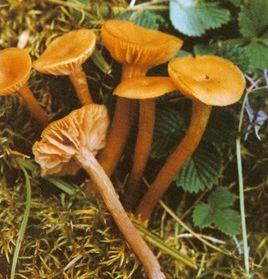 雙色蠟蘑 雙色蠟蘑