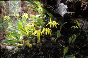 尖角卷瓣蘭 尖角卷瓣蘭