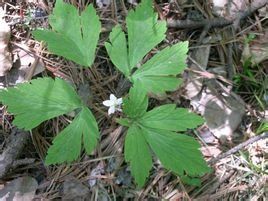 陰地銀蓮花 陰地銀蓮花