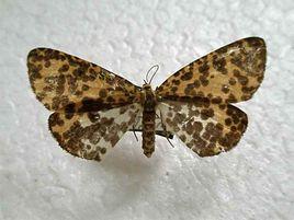 後緣長翅尺蛾 後緣長翅尺蛾