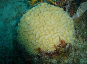 橢圓星珊瑚 橢圓星珊瑚