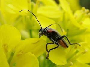 菊小筒天牛 菊小筒天牛
